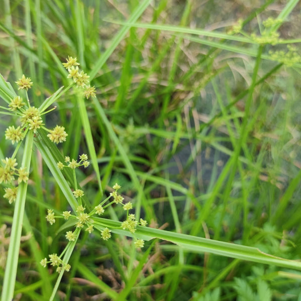 Cyperus Rotundus