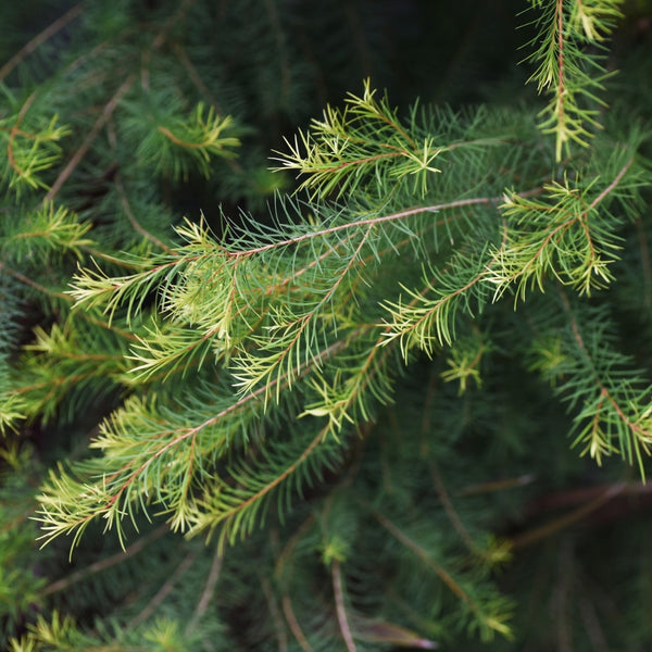 Tea Tree